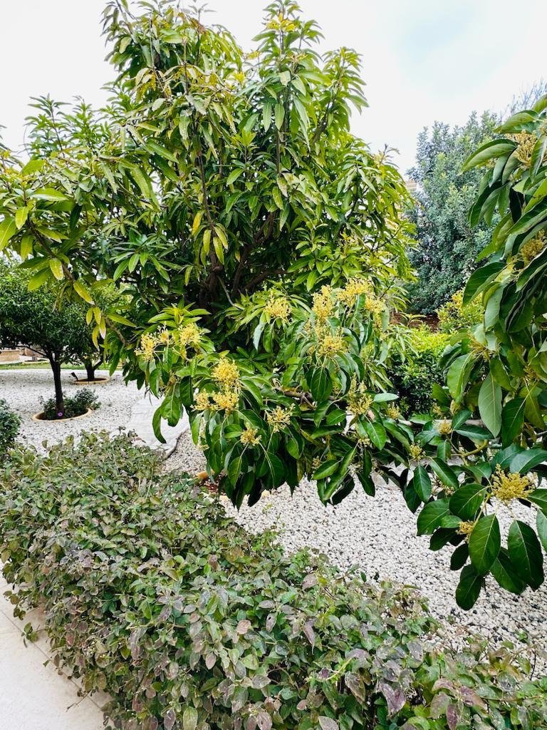 5 BR Villa in Kouklia, Paphos photo 18