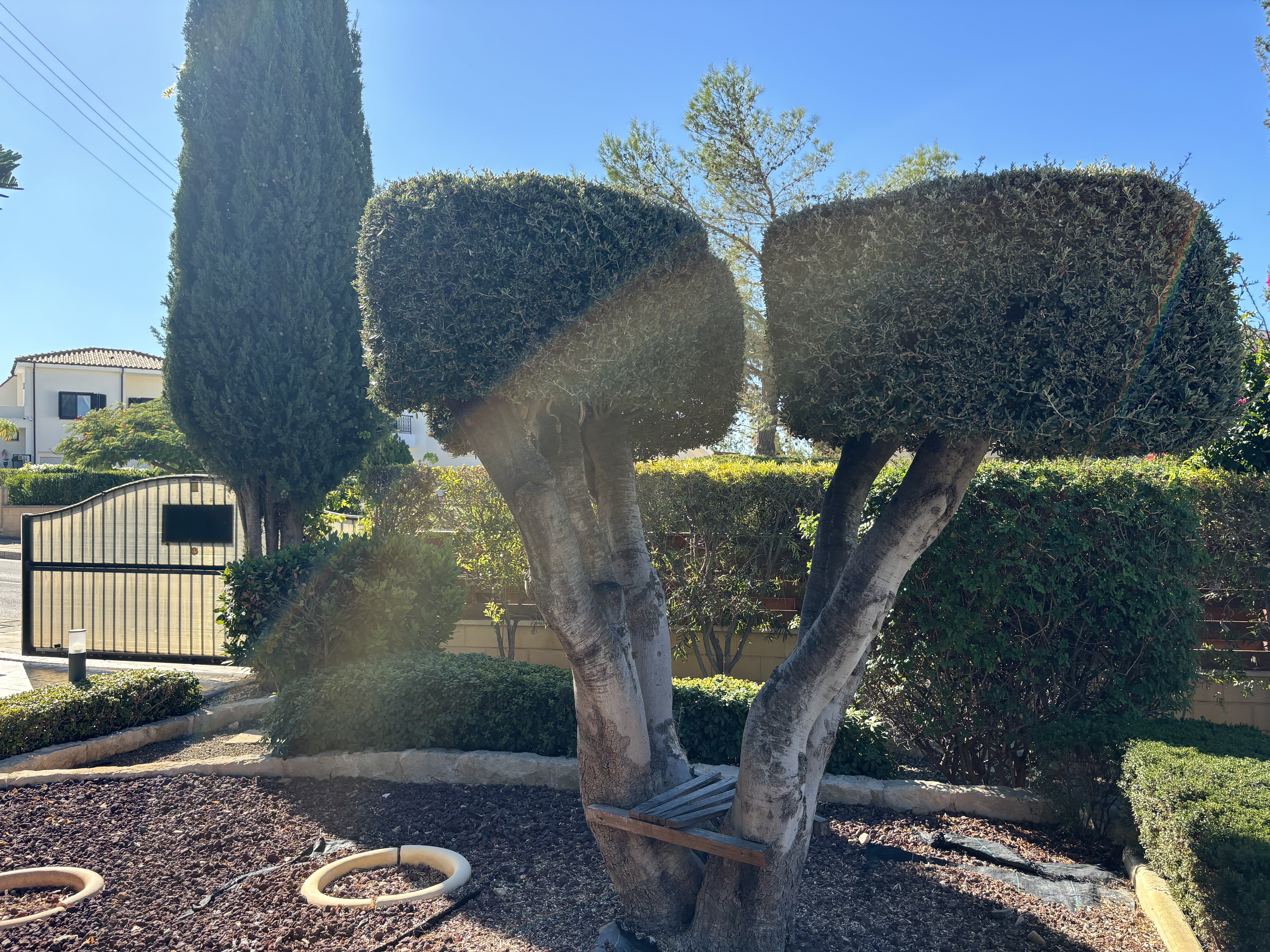 4 BR Villa in Kouklia, Paphos photo 34