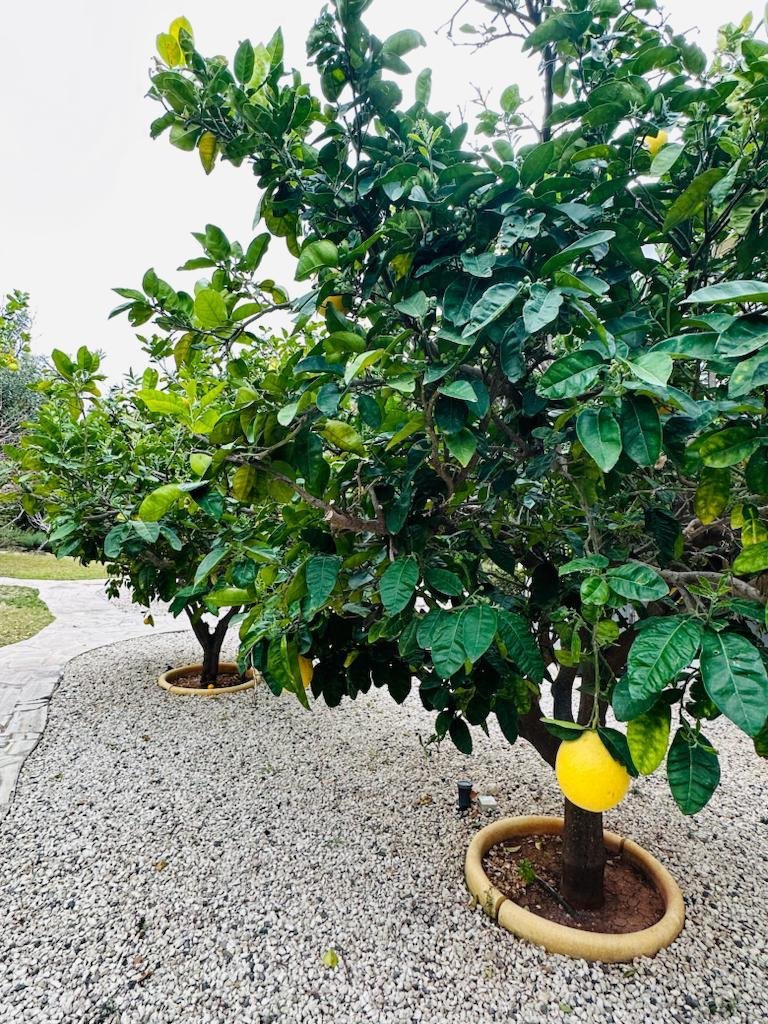 5 BR Villa in Kouklia, Paphos photo 19