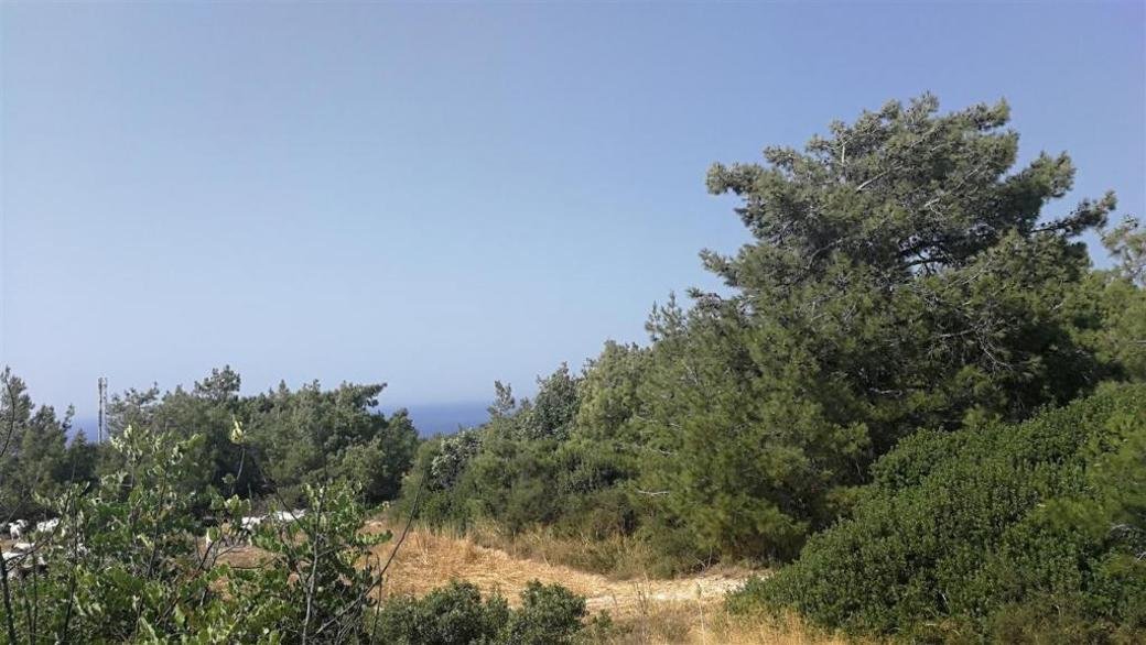 Shared field in Neo Chorio, Paphos photo 4