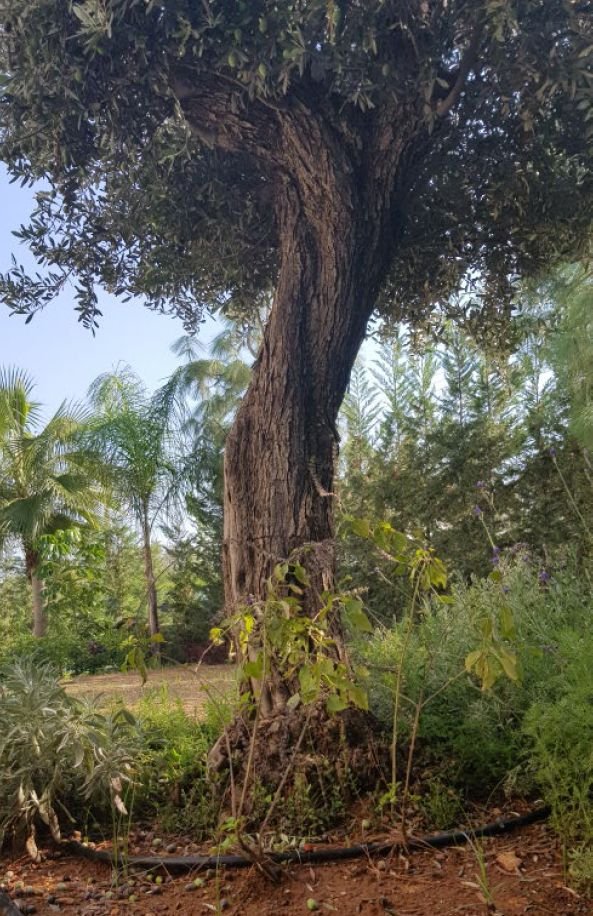 5+1 BR Luxury Villa in Potamos Germasogeias, Limassol photo 16