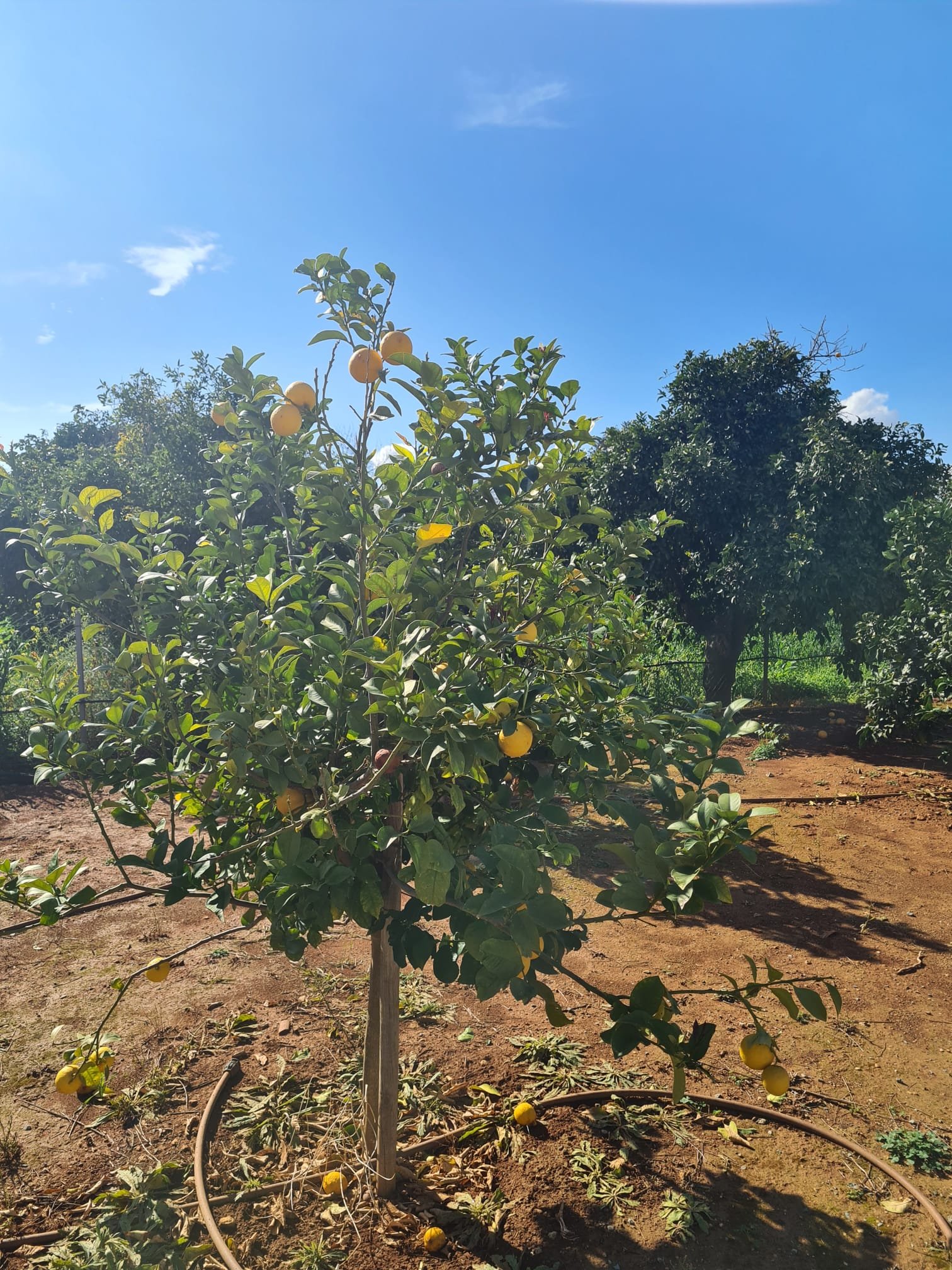 1 BR Apartment in Trachoni, Limassol photo 9