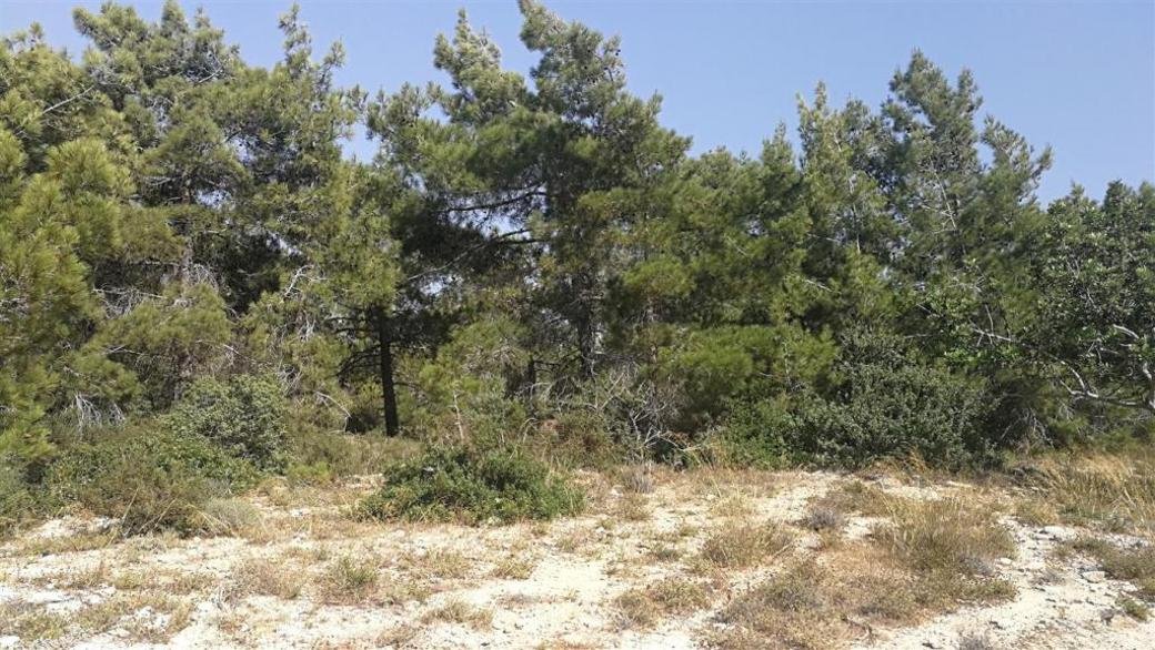 Shared field in Neo Chorio, Paphos photo 3