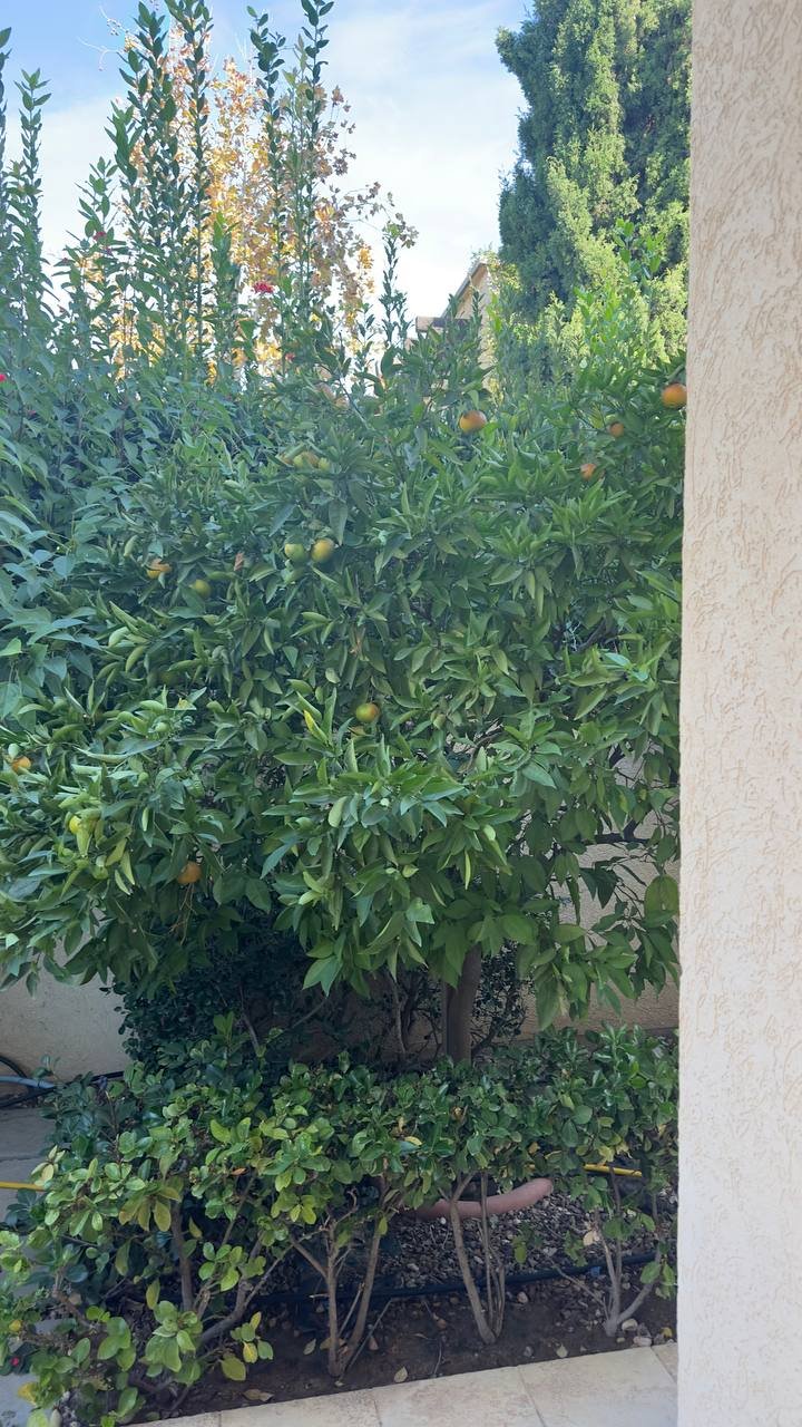 4BR House for Rent in in Paraklesia tourist area, Limassol photo 20